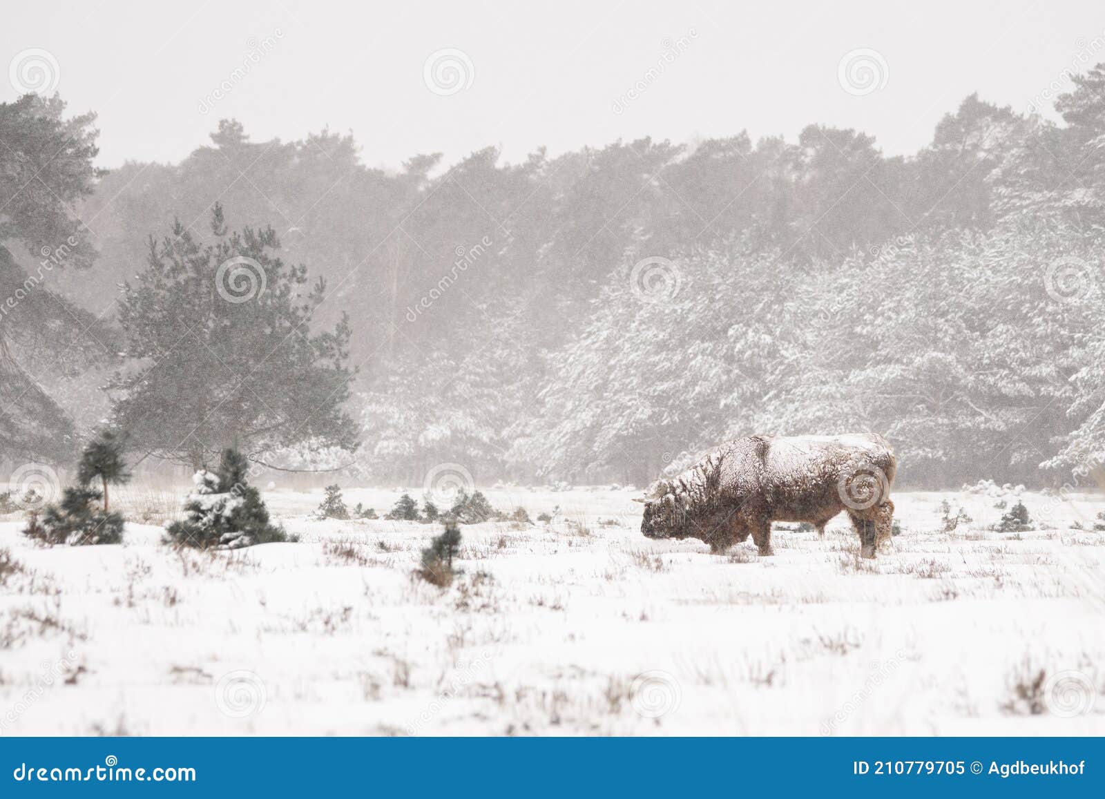 highland cow cattle bos taurus taurus covered with snow and ice. deelerwoud in the netherlands. scottish highlanders