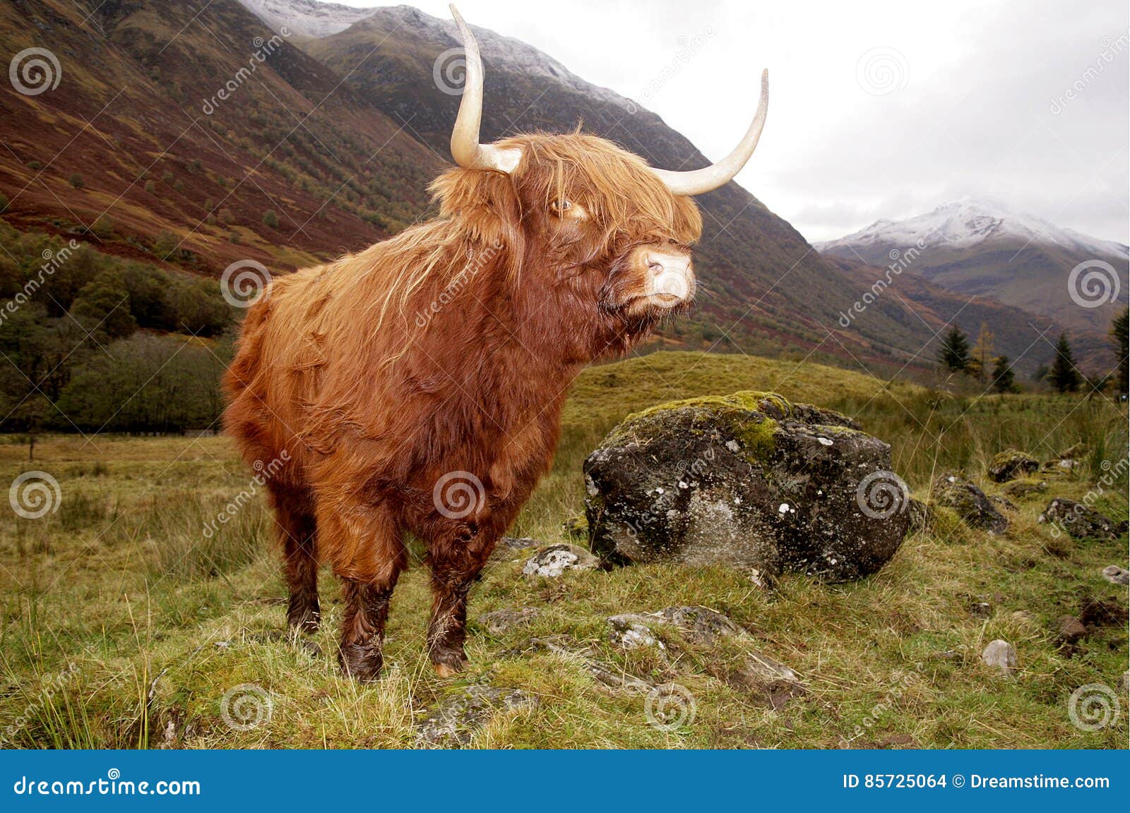 highland cow in a glen coe, scotland
