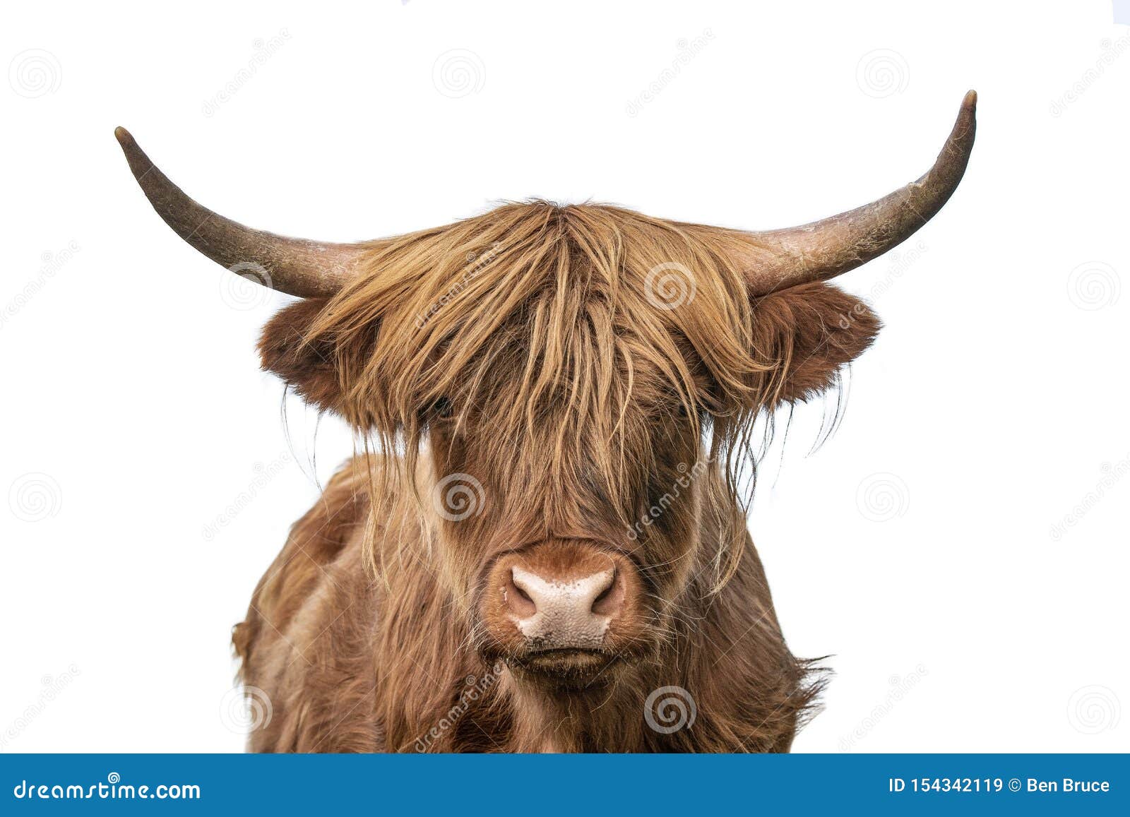 1313159 Highland Cattle HD Cow  Rare Gallery HD Wallpapers