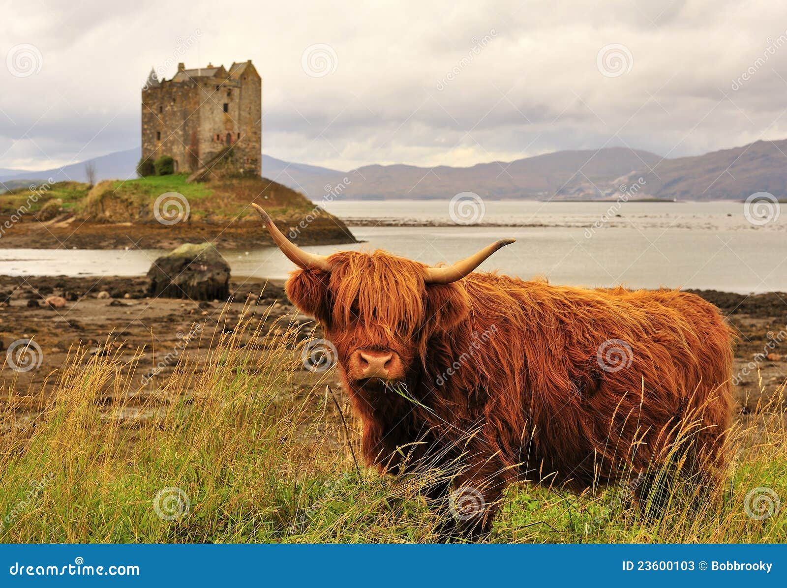 highland cow, on loch linnhe, scotland