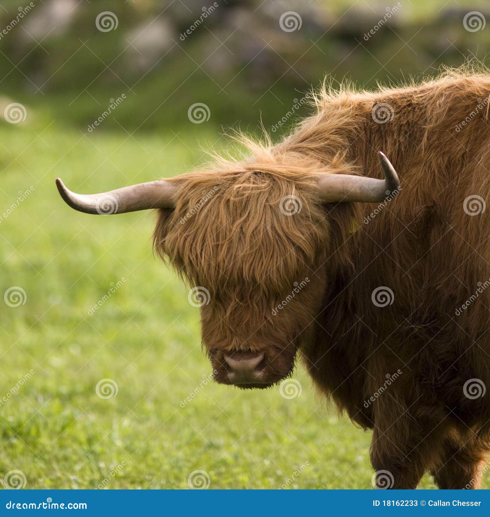 highland cows pictures highland cows pictures
