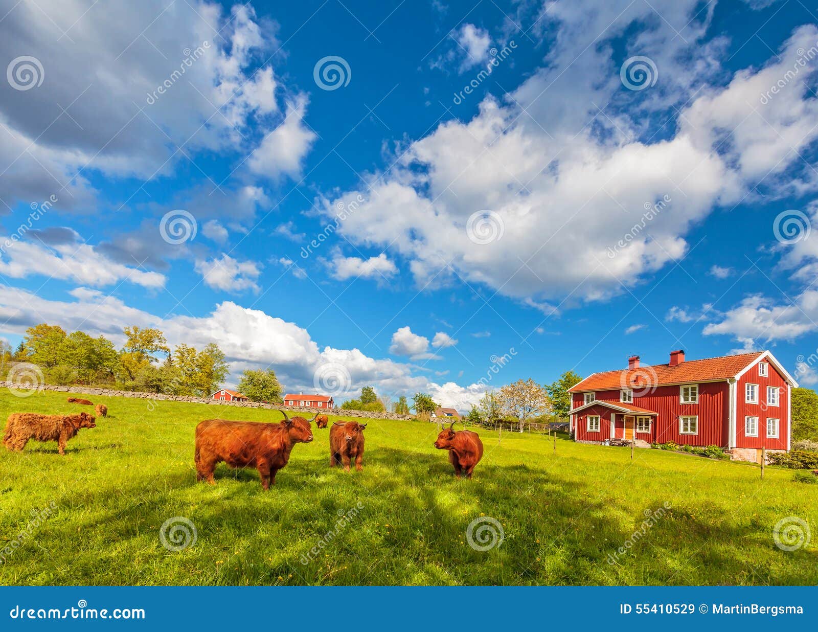 highland cows and old farm houses in smaland, sweden