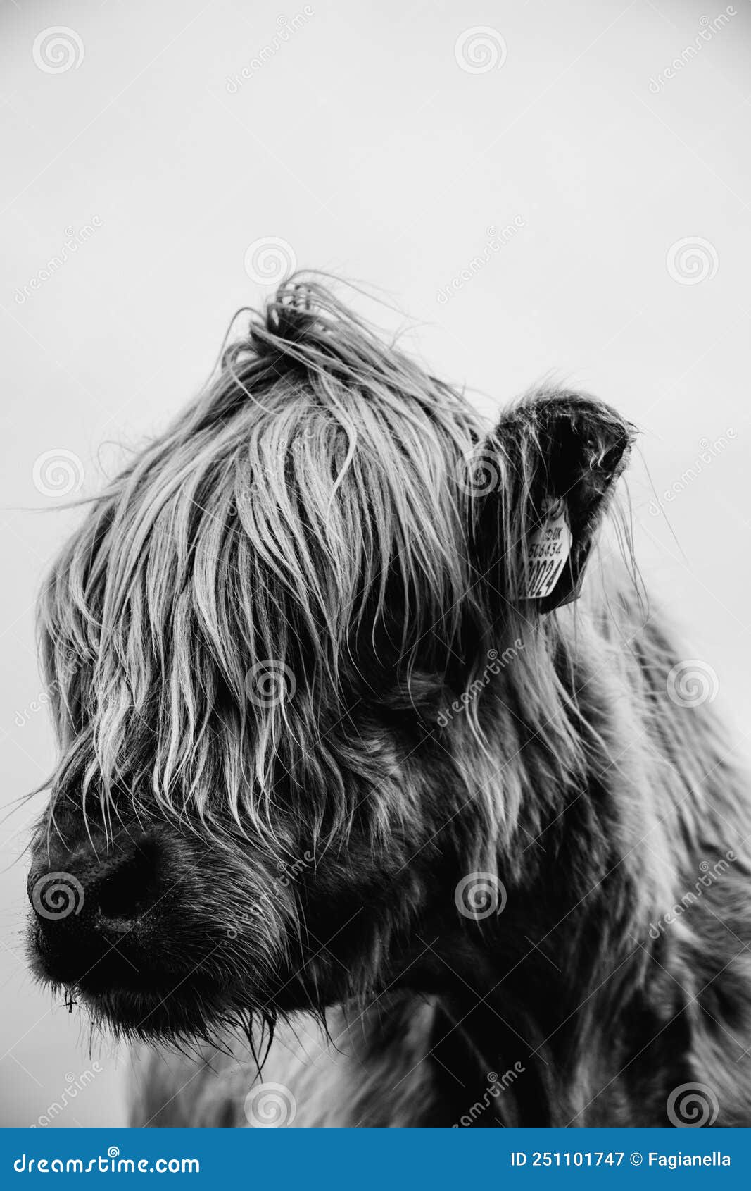 Highland cows portrait stock image. Image of beast, scotland - 251101747