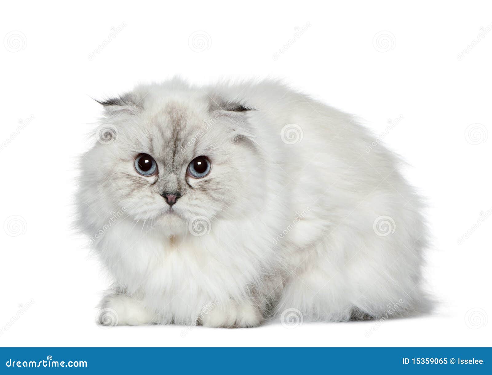 Highland Fold Cat, 11 Months Old Stock Image - Image of ...