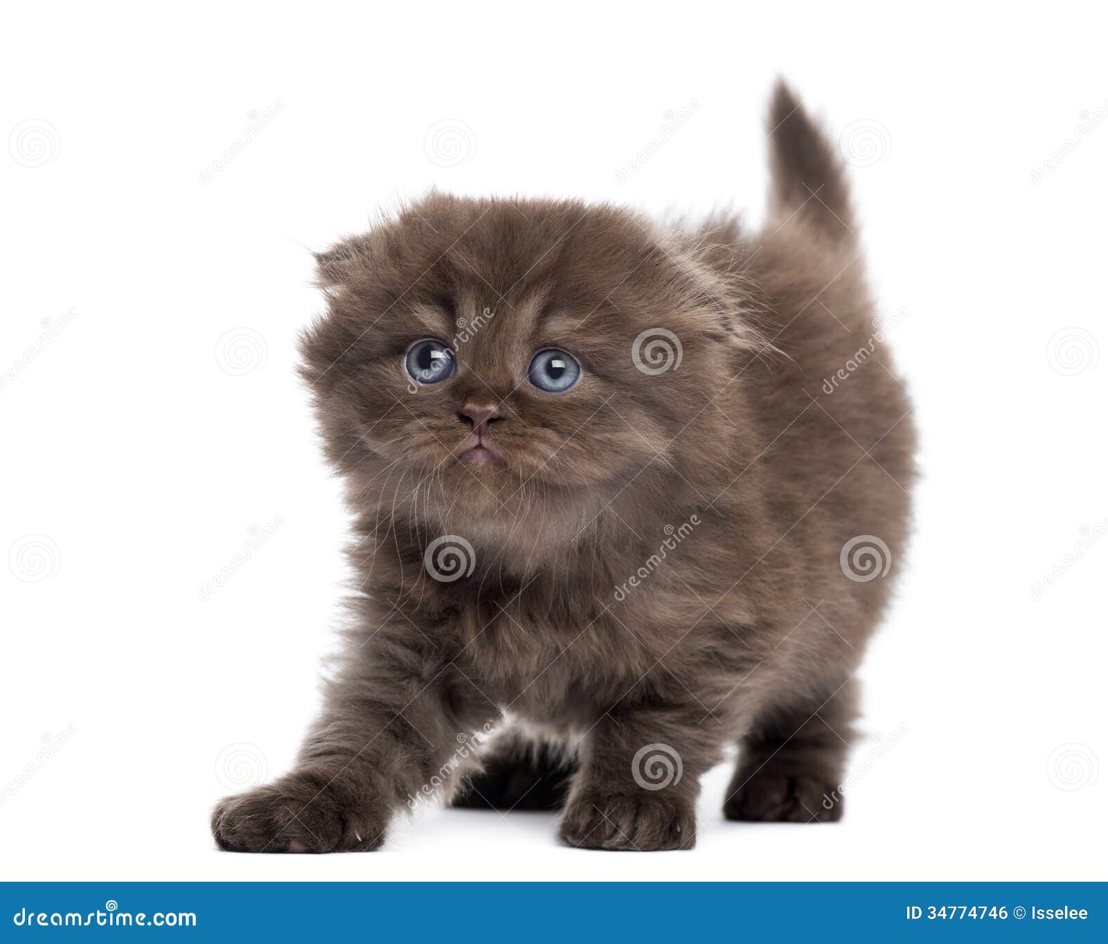 Highland Fold Kitten Stretching, Looking Upwards, Isolated Stock Photo