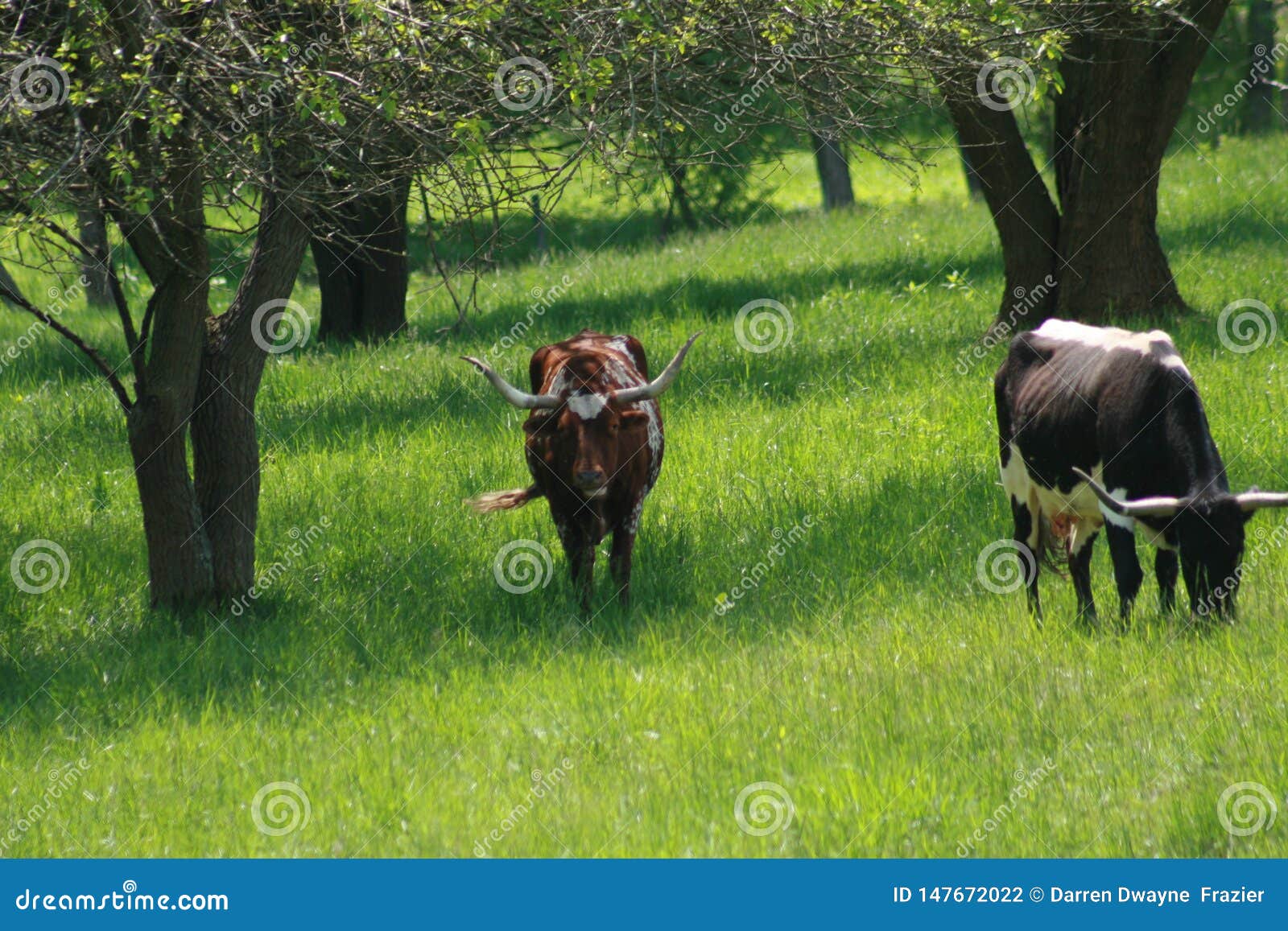 longhorn texas longhorn in illinois 2019