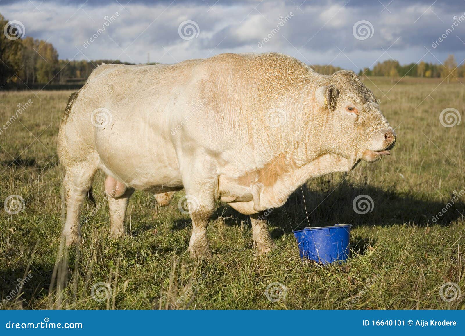 caprine highlander caprine highlander