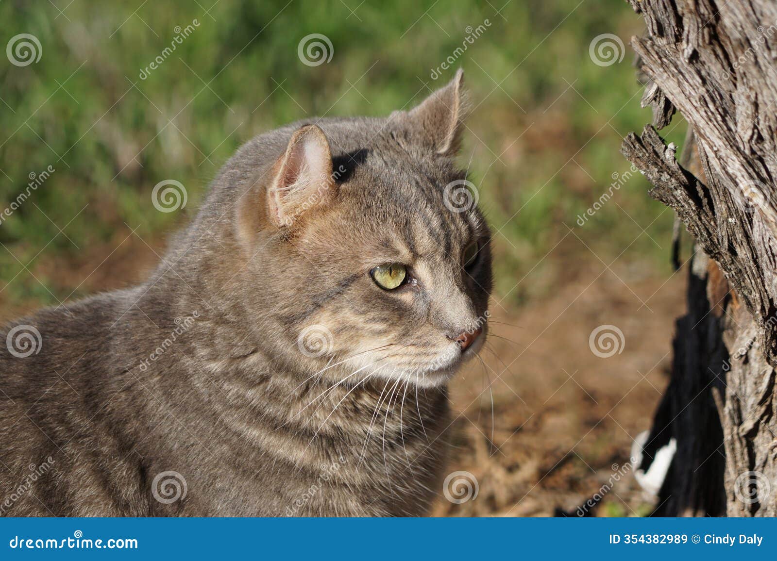 a highlander lynx mix cat with green eyes.