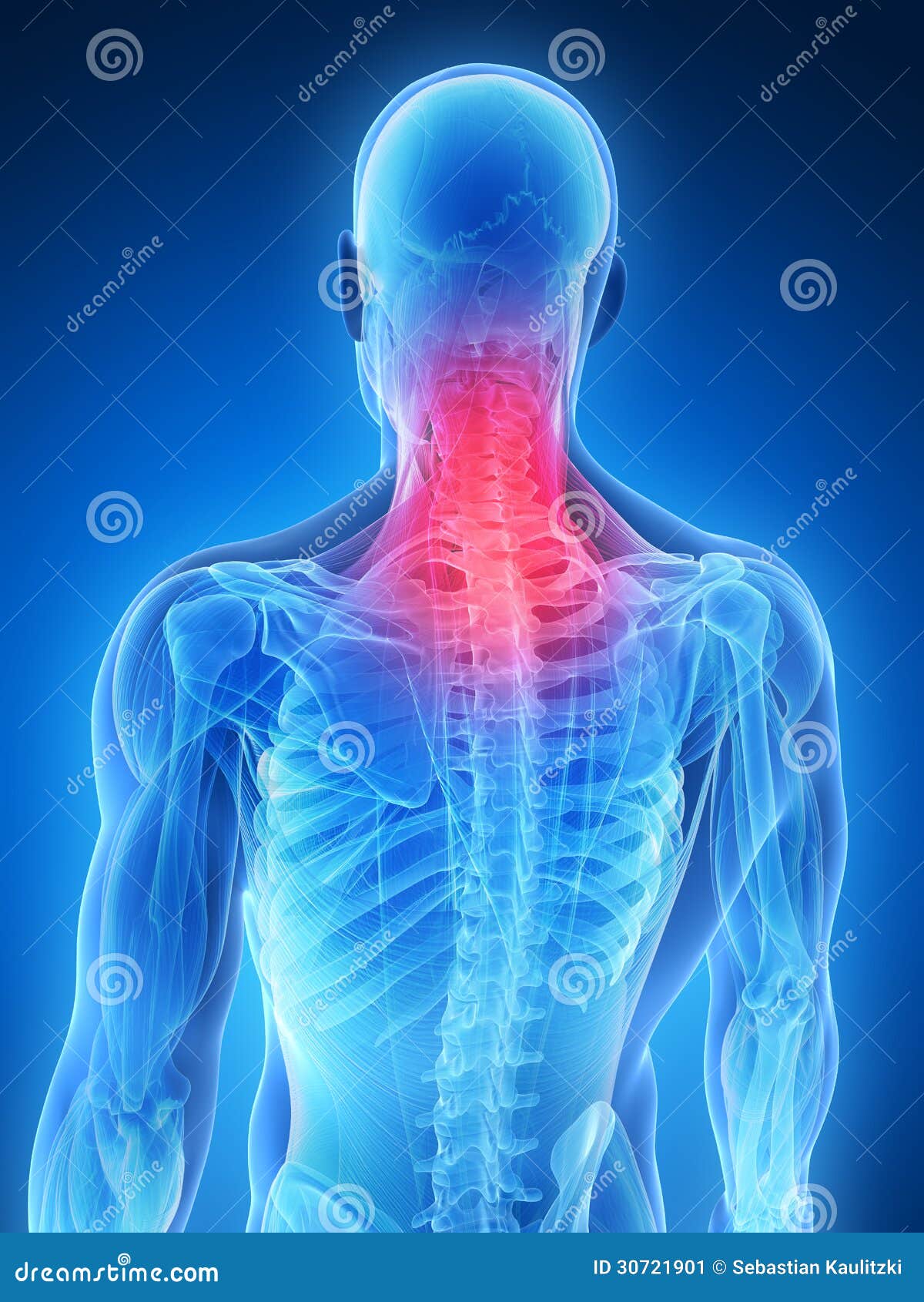 Highlighted back muscles stock illustration. Illustration of stretched 30721901