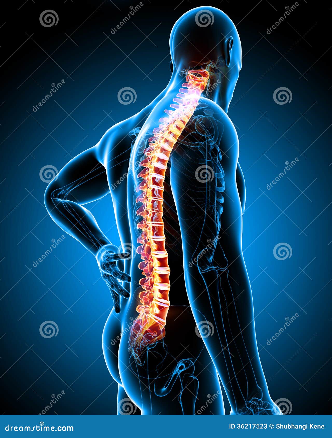 Highlighted Back Muscles RoyaltyFree Cartoon 30721901