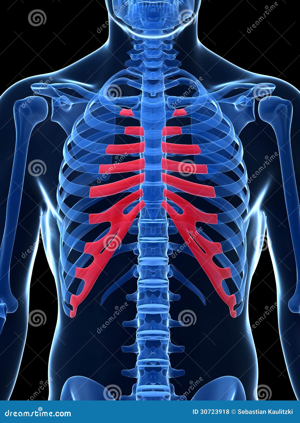 highlighted costal cartilage
