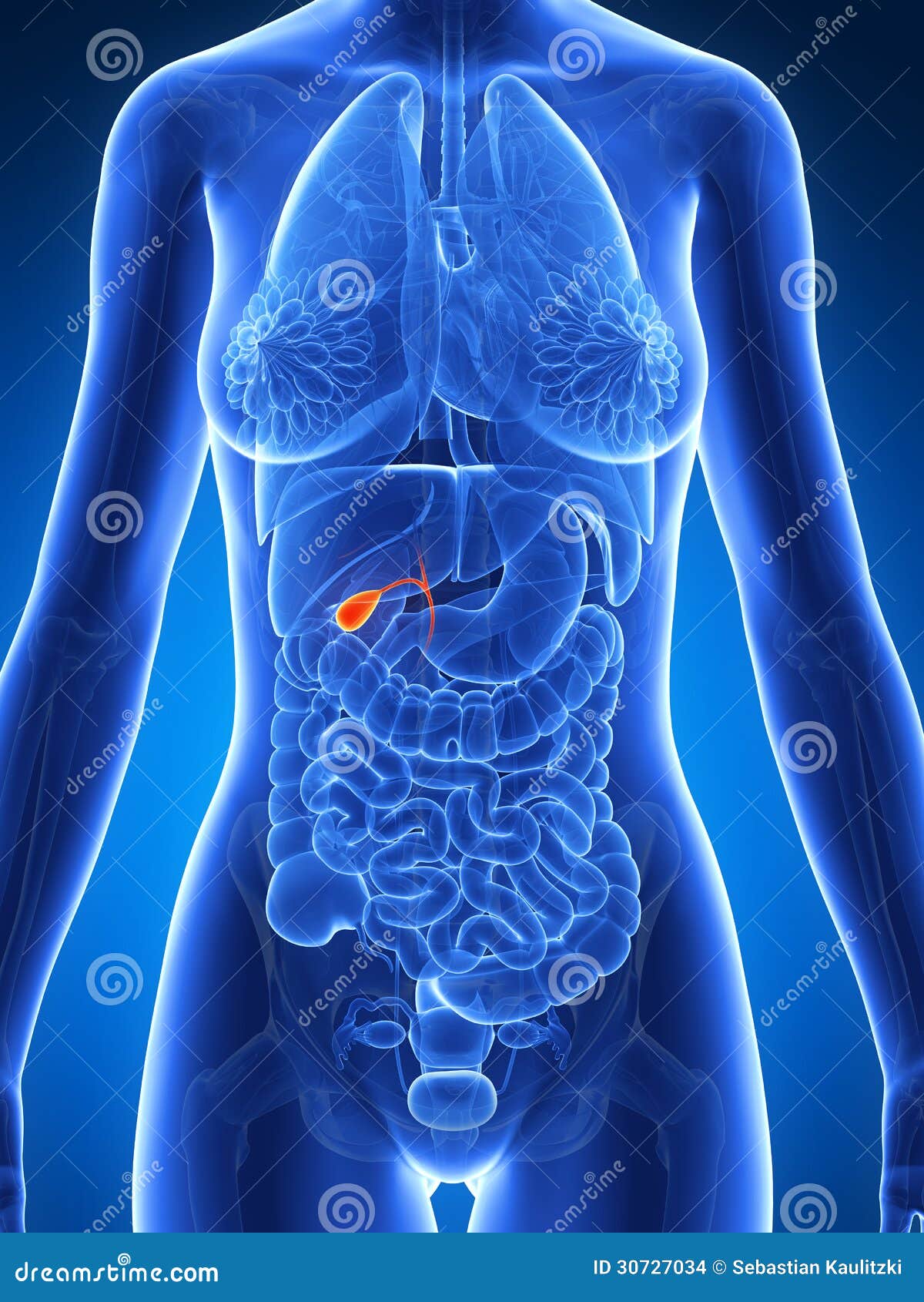 Highlighted Female Gallbladder Stock Illustration - Illustration of ...