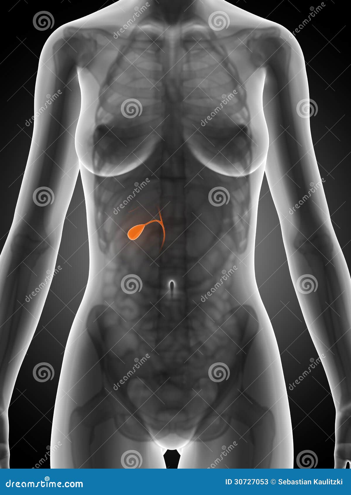 Highlighted Female Gallbladder Stock Photos - Image: 30727053
