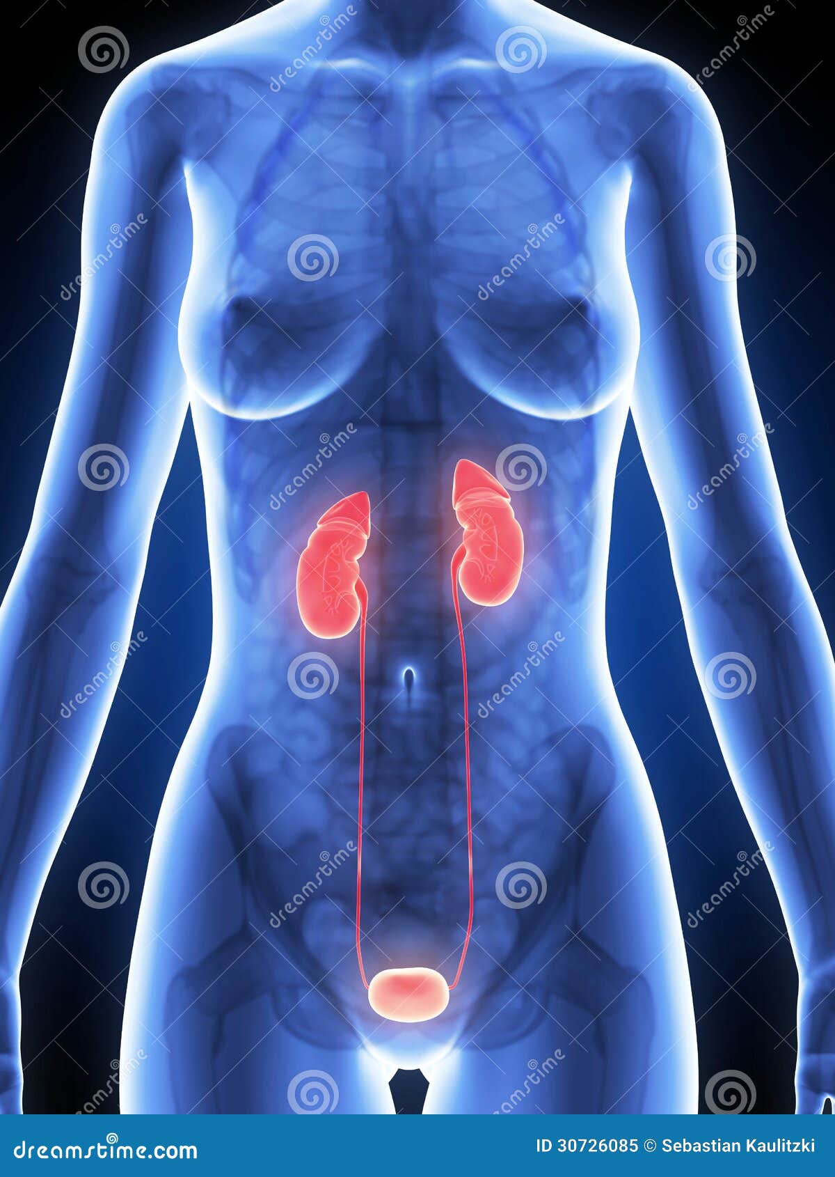 Highlighted female kidney stock illustration. Illustration of human