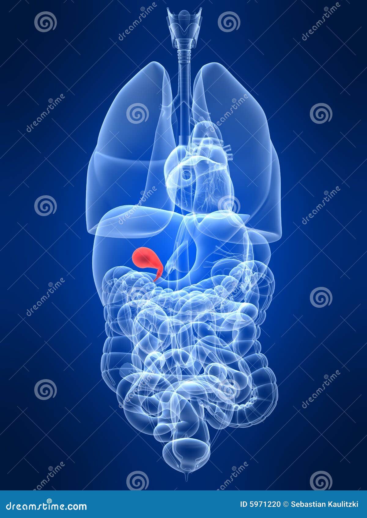 highlighted gall bladder