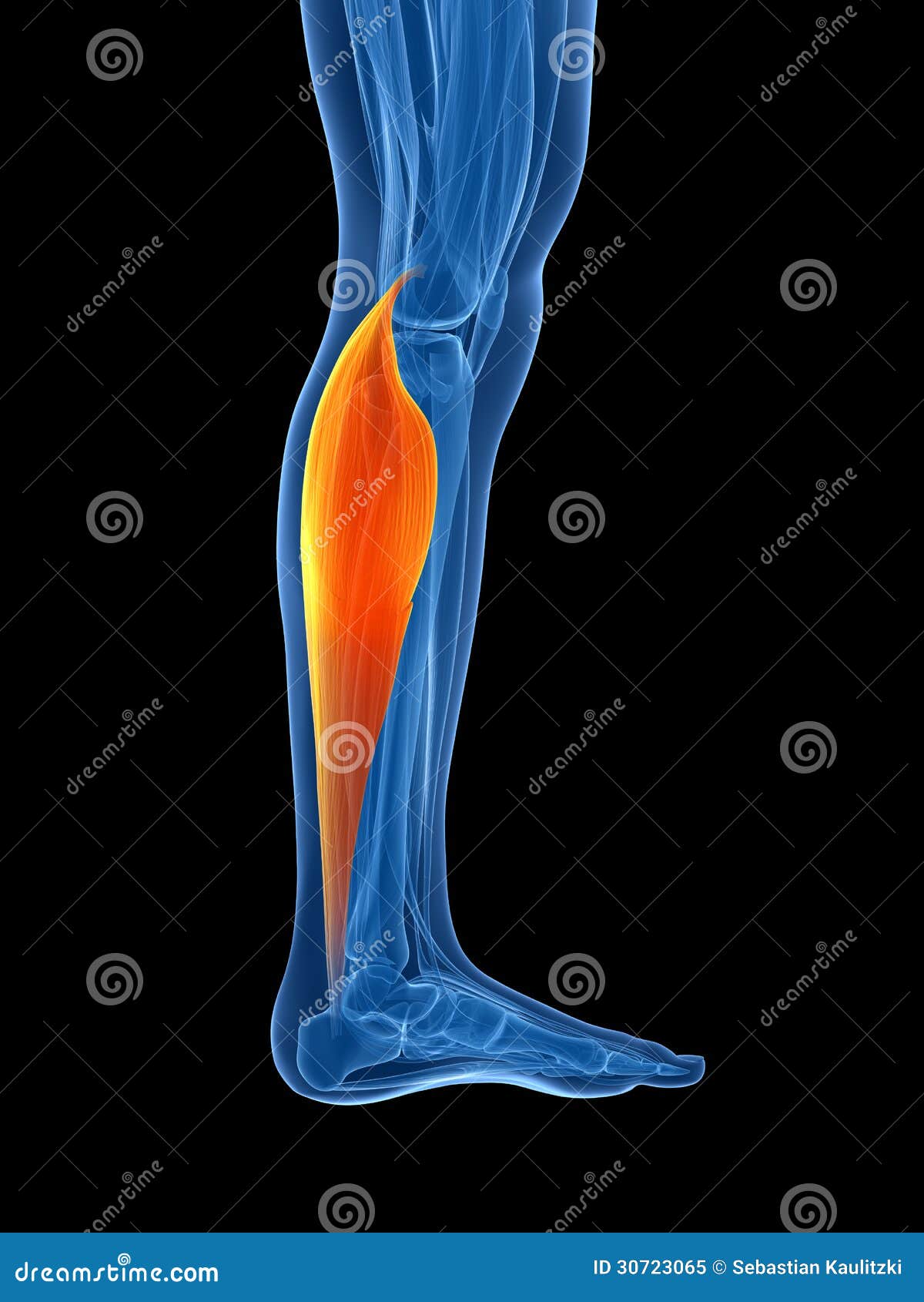 highlighted gastrocnemius