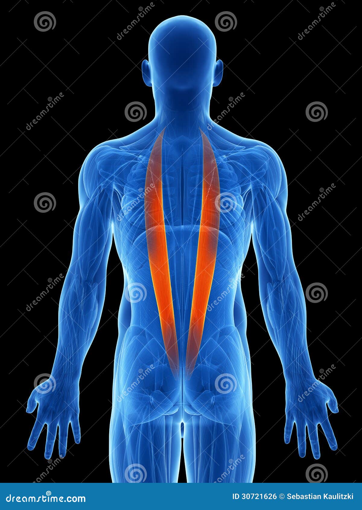 Highlighted iliocostalis stock illustration. Illustration of science 30721626