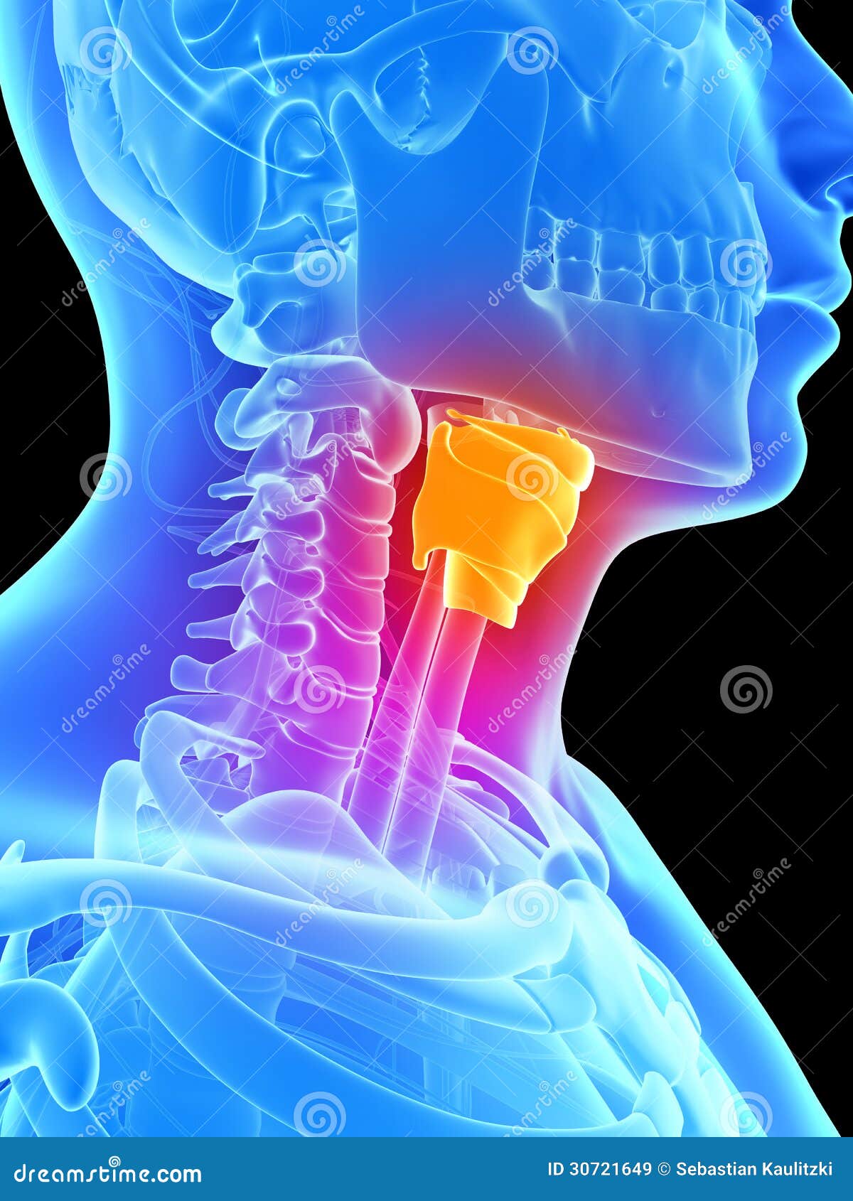 highlighted larynx