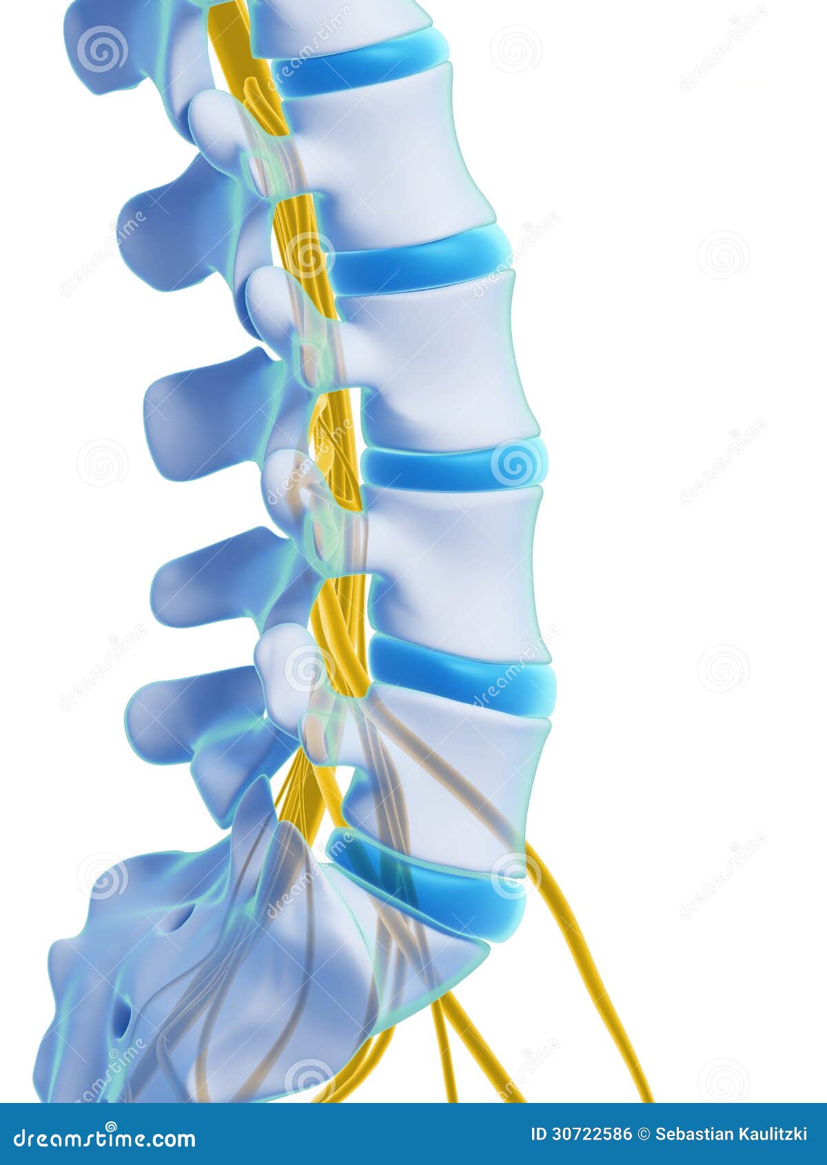 highlighted spinal cord