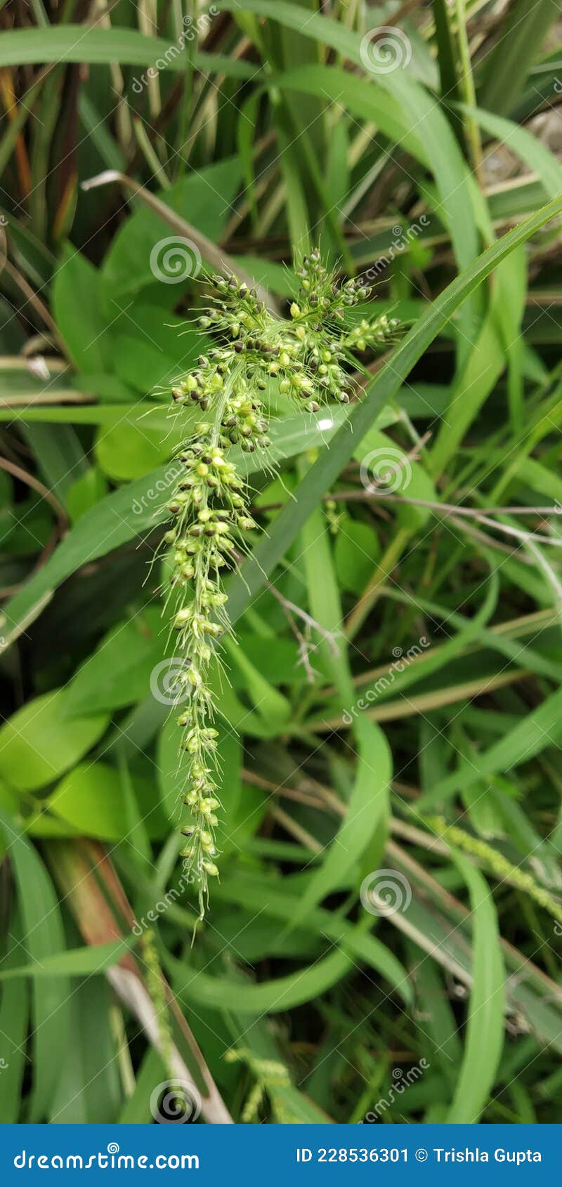 Different Types of Grasses in a Park Stock Image Image of nature