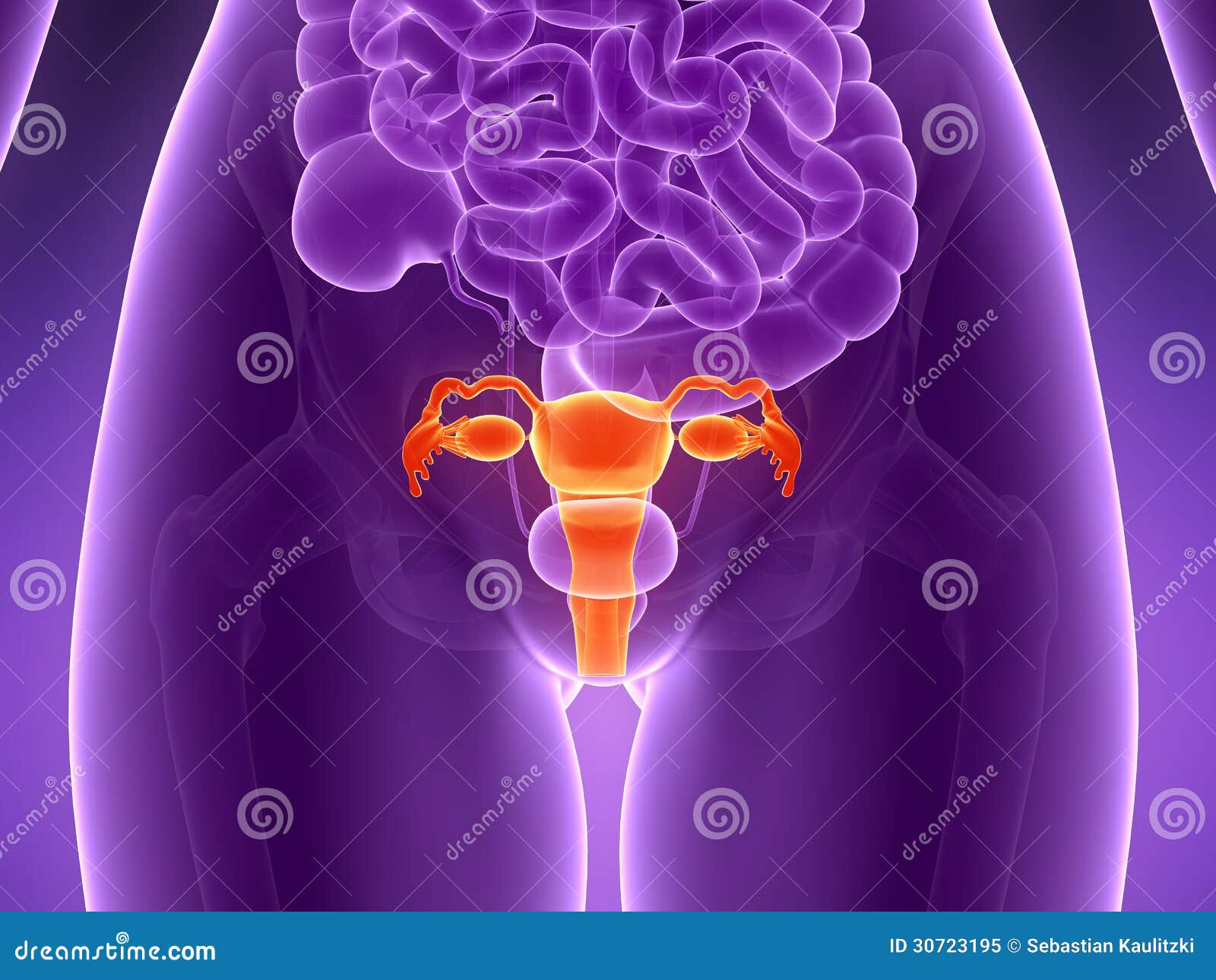 Highlighted uterus stock illustration. Illustration of health 30723195