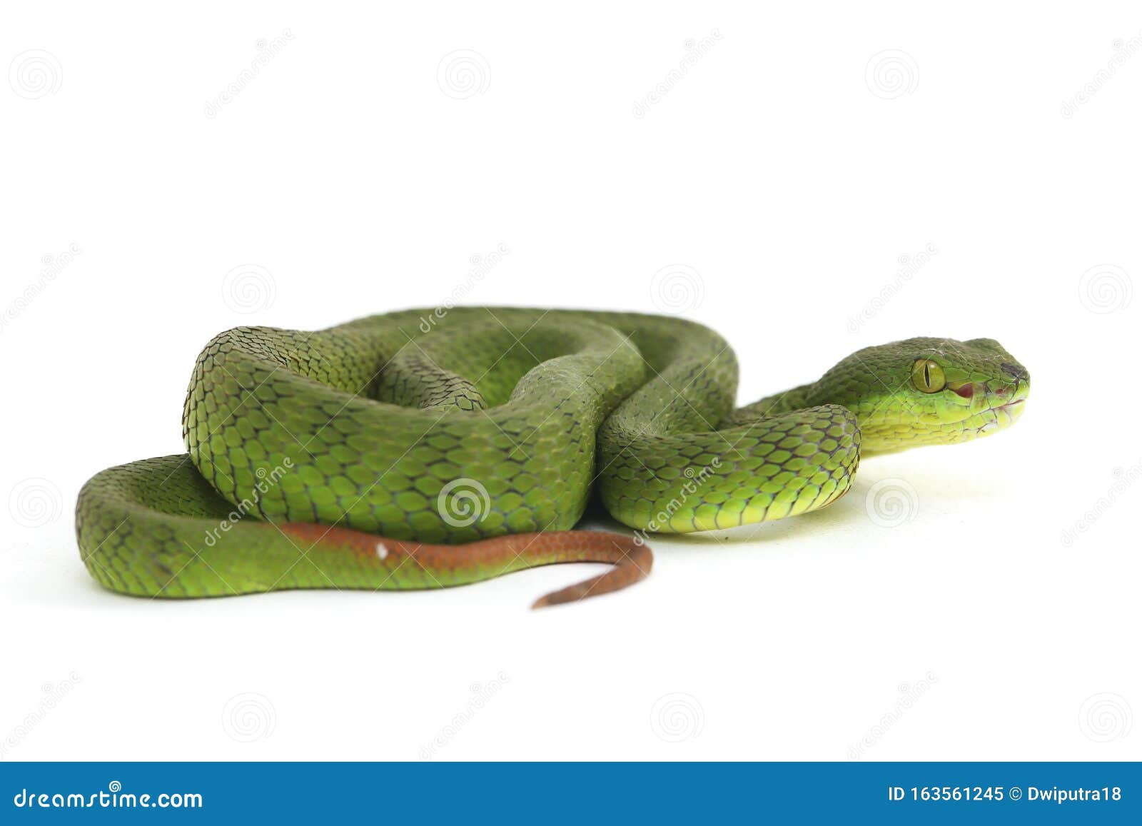 highly venomous, white-lipped green pit viper snake trimeresurus albolabris