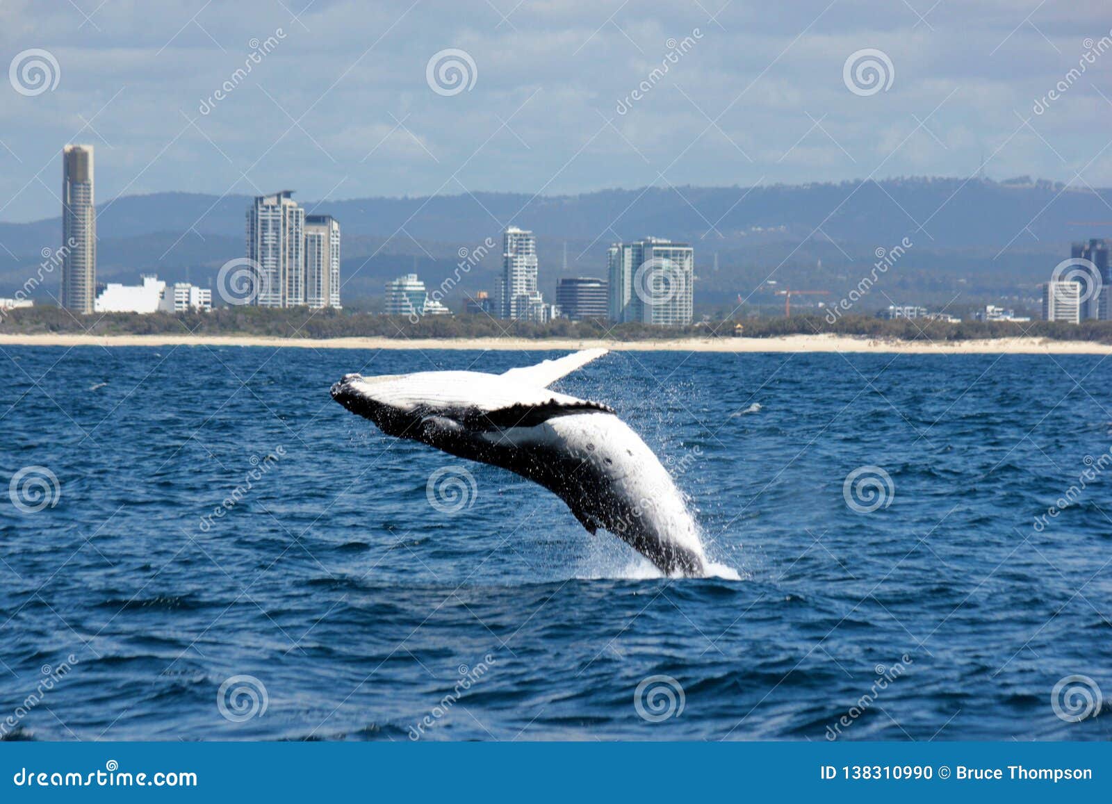 highrises and breaching humpback