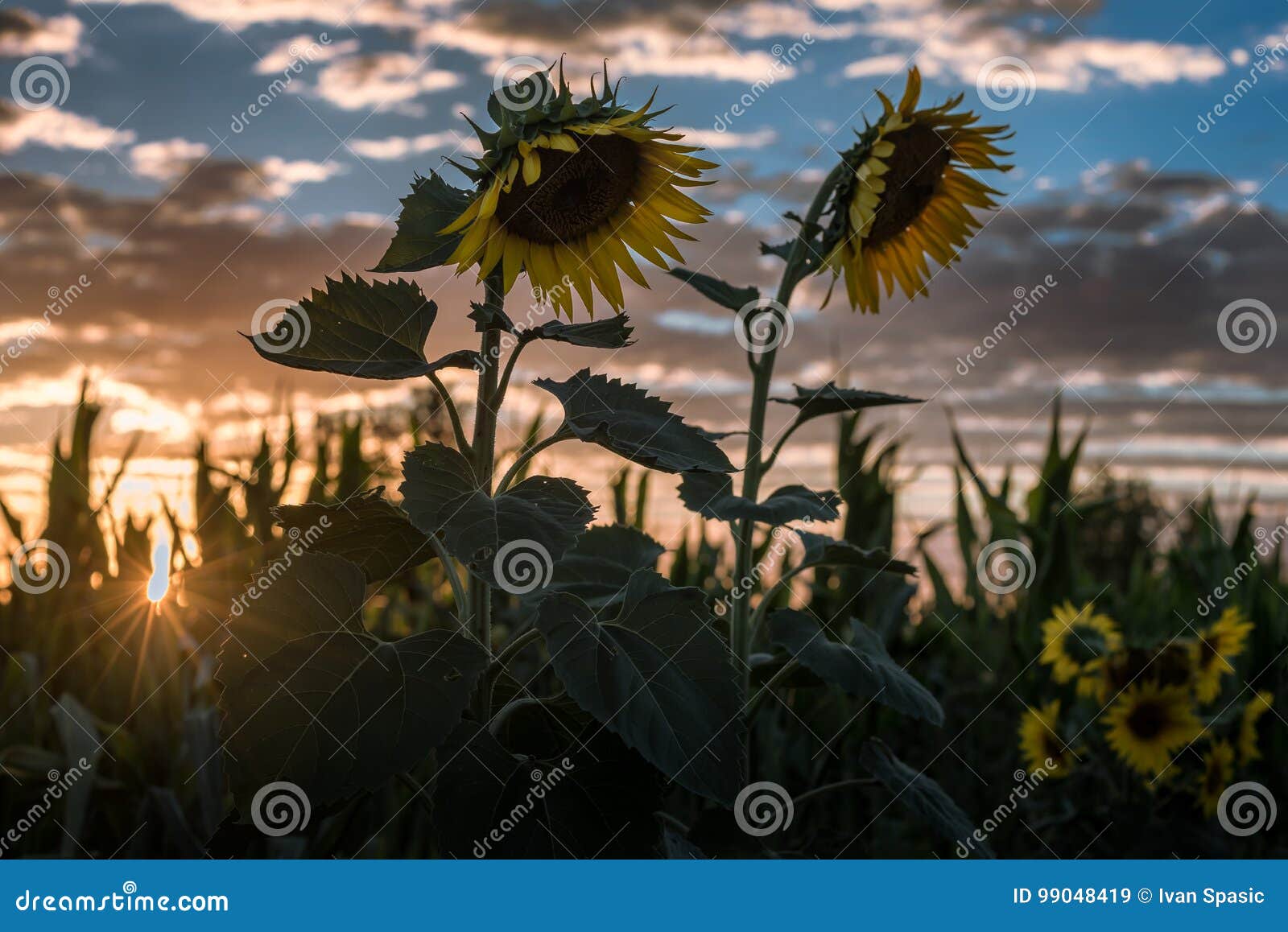 Field of Sunflowers at Sunset Stock Image Image of multi, dusk 99048419