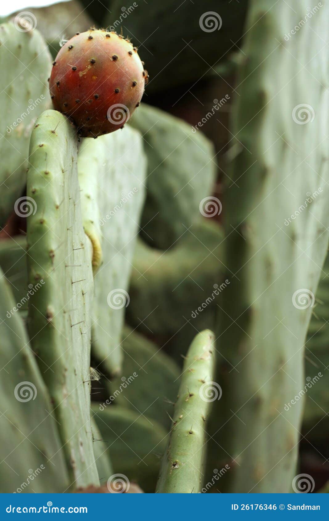 Higo de tuna 2 stock photo. Image of green, higo, vegetable 26176346