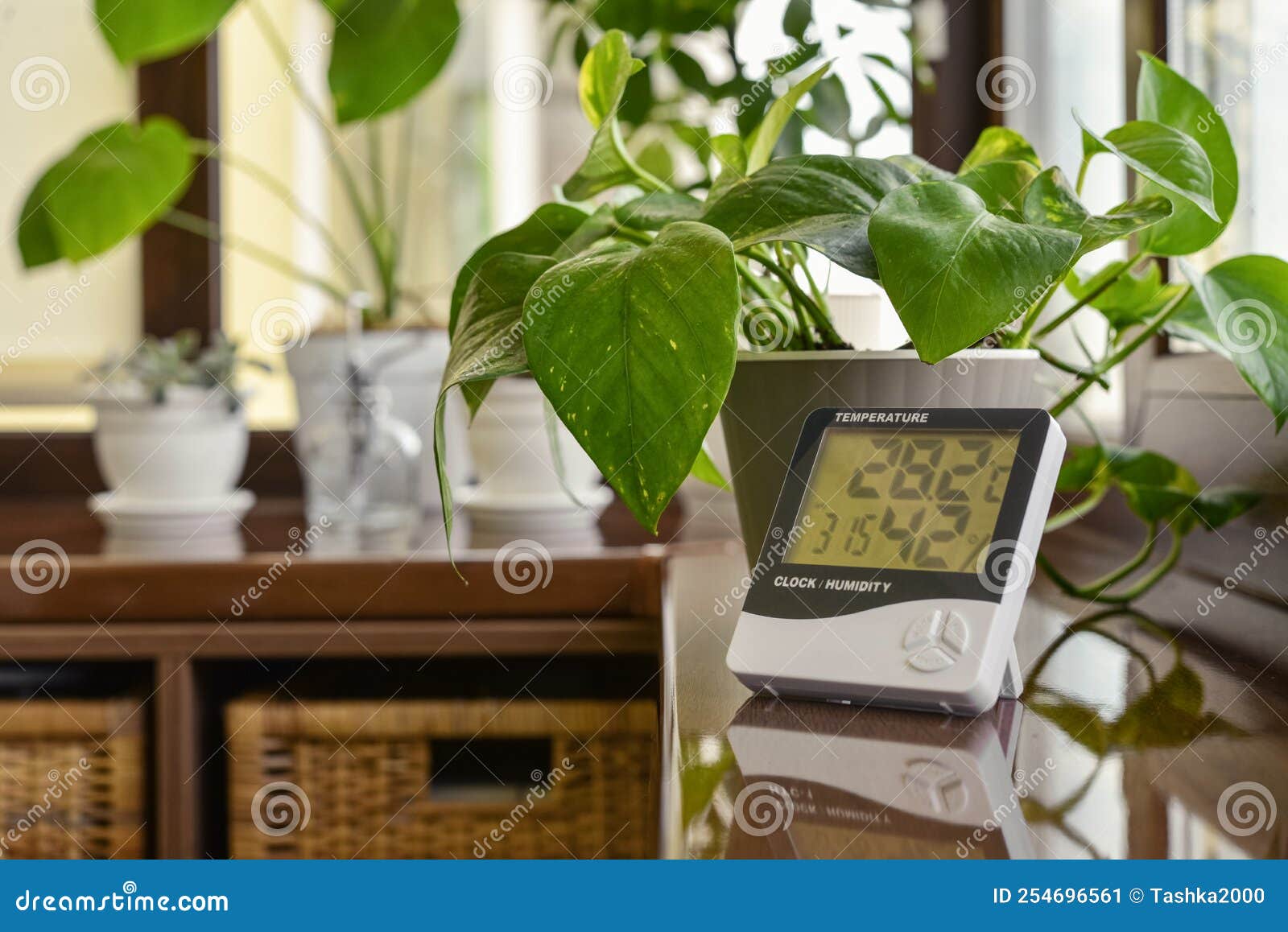 Higrómetro Termómetro Que Mide La Temperatura Y Humedad óptimas En Una Casa  Imagen de archivo - Imagen de lifestyle, planta: 254696561