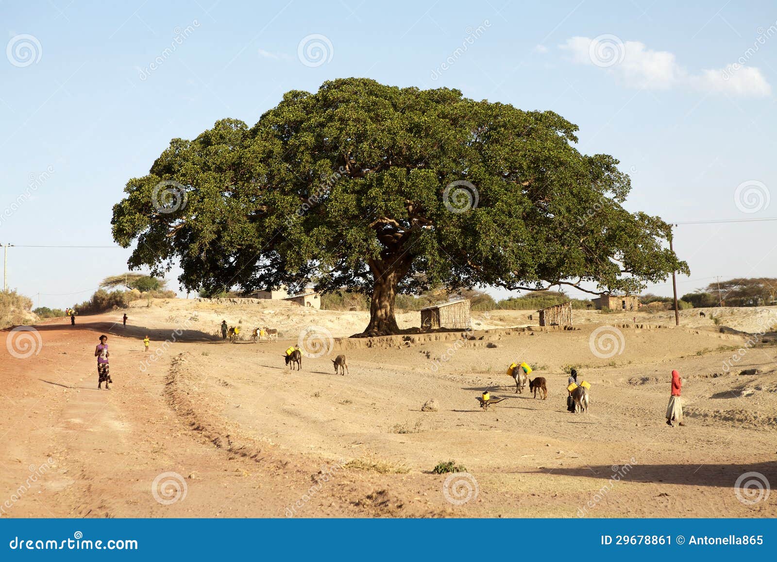 Higuera Del Sicómoro Del Ficus) Foto editorial Imagen