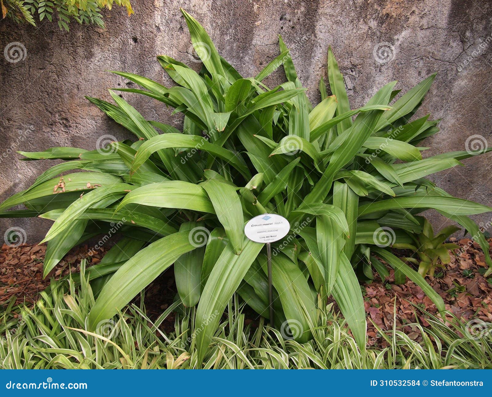 hijuela del botÃ¡nico (la orotava, tenerife, canary islands, spain)