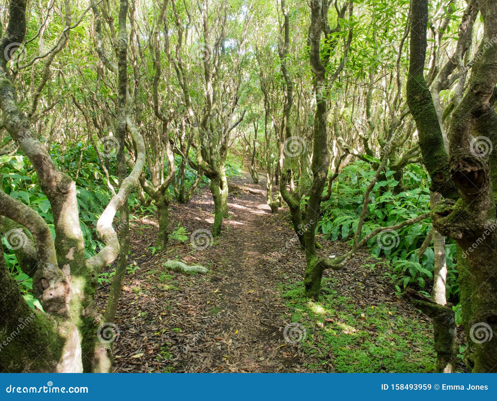 hike through the forest on faial island, azores archipelago