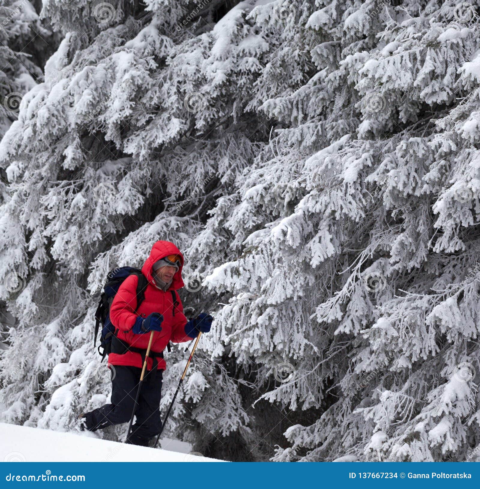 Hiker Go on Slope with New-fallen Snow in Snow-covered Forest Stock ...