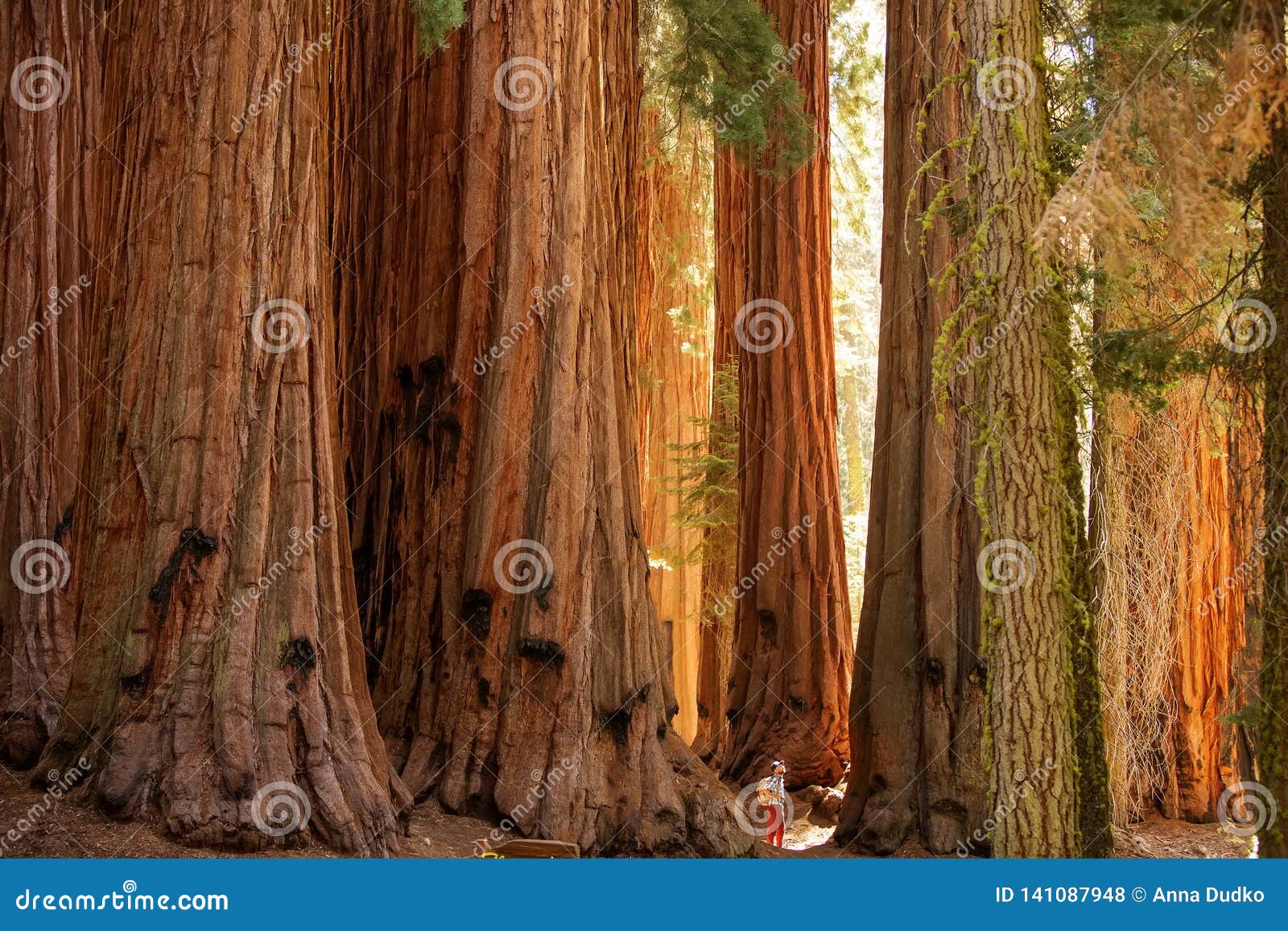 hiker in sequoia national park in california, usa