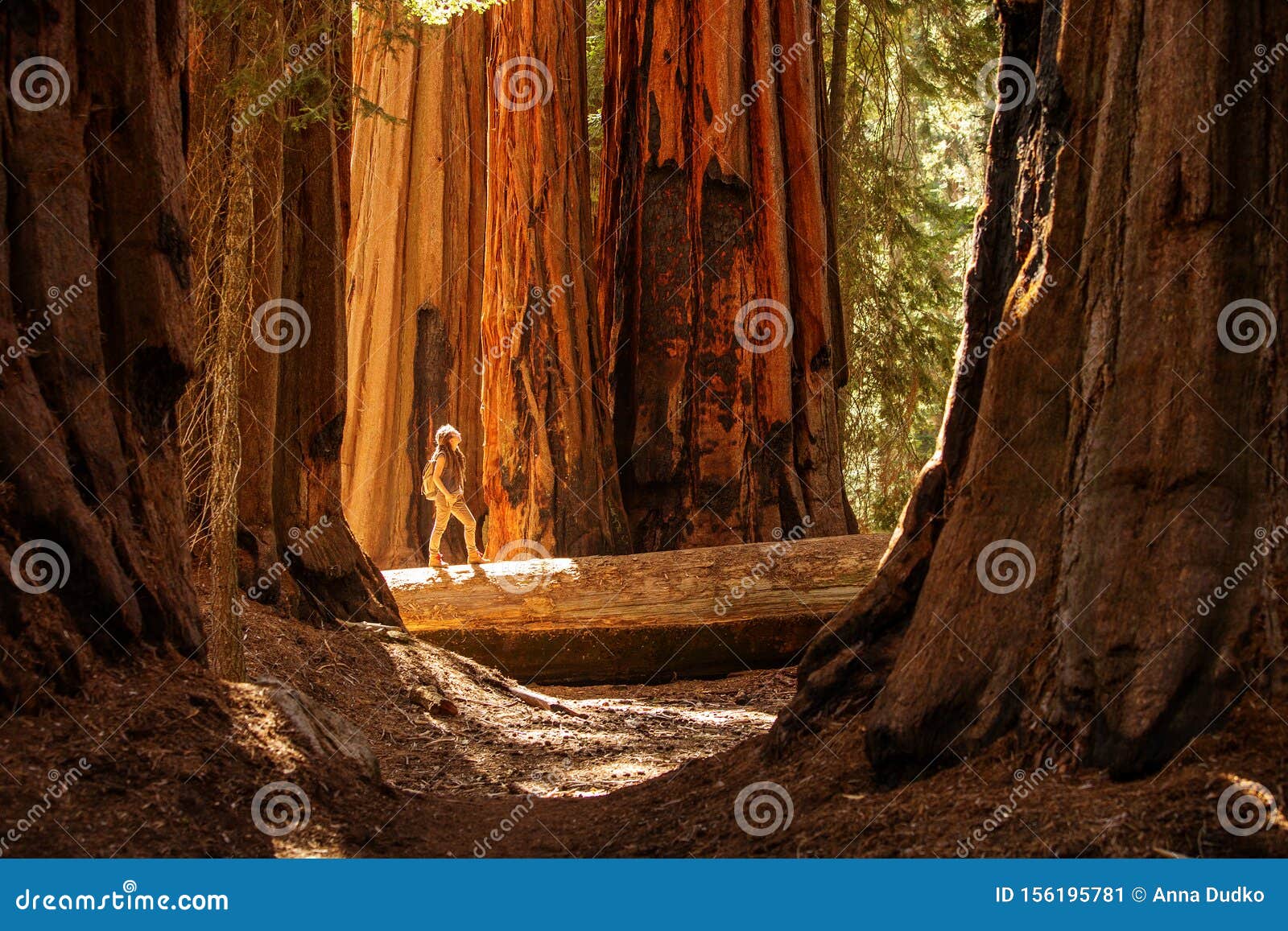 hiker in sequoia national park in california, usa