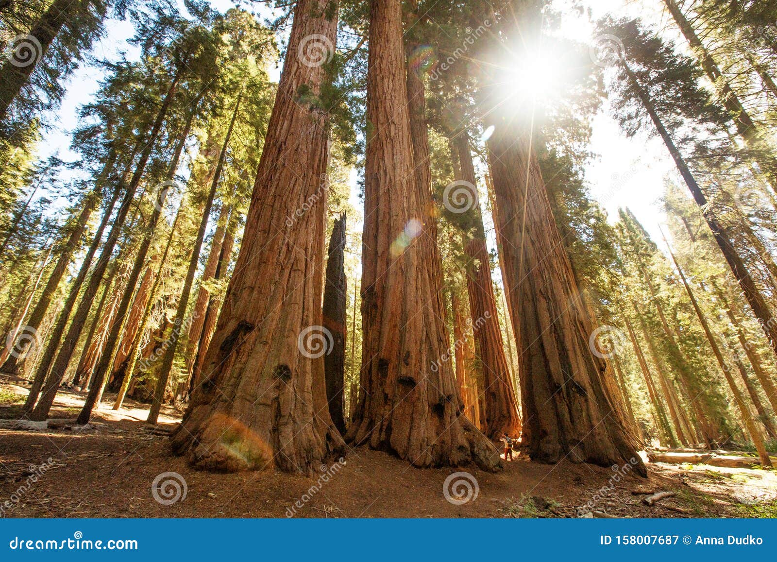 hiker in sequoia national park in california, usa