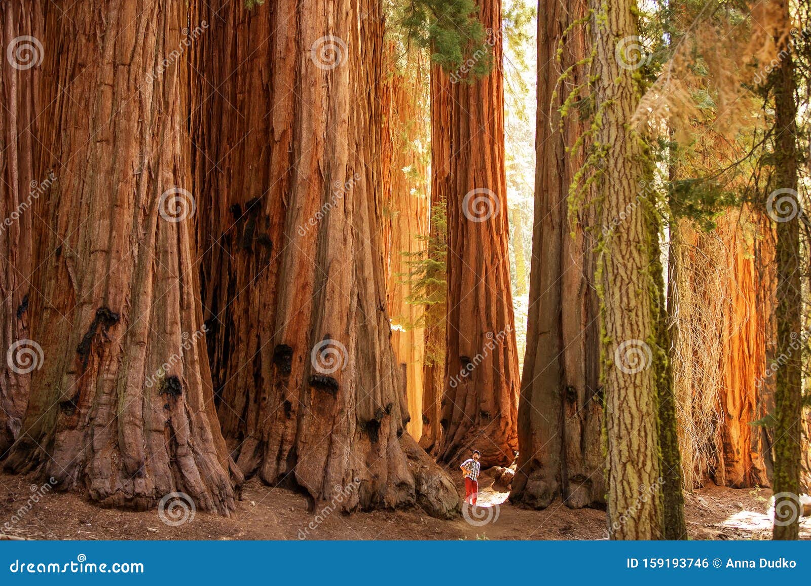 hiker in sequoia national park in california, usa