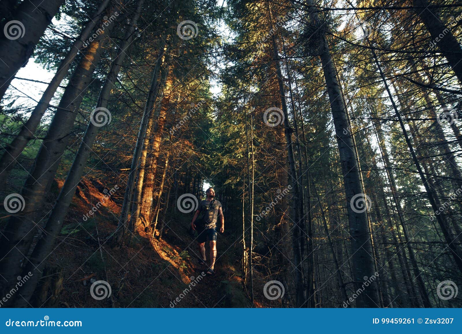 Hiking Adventures of Alone Man Photographer in Evening Forest Stock