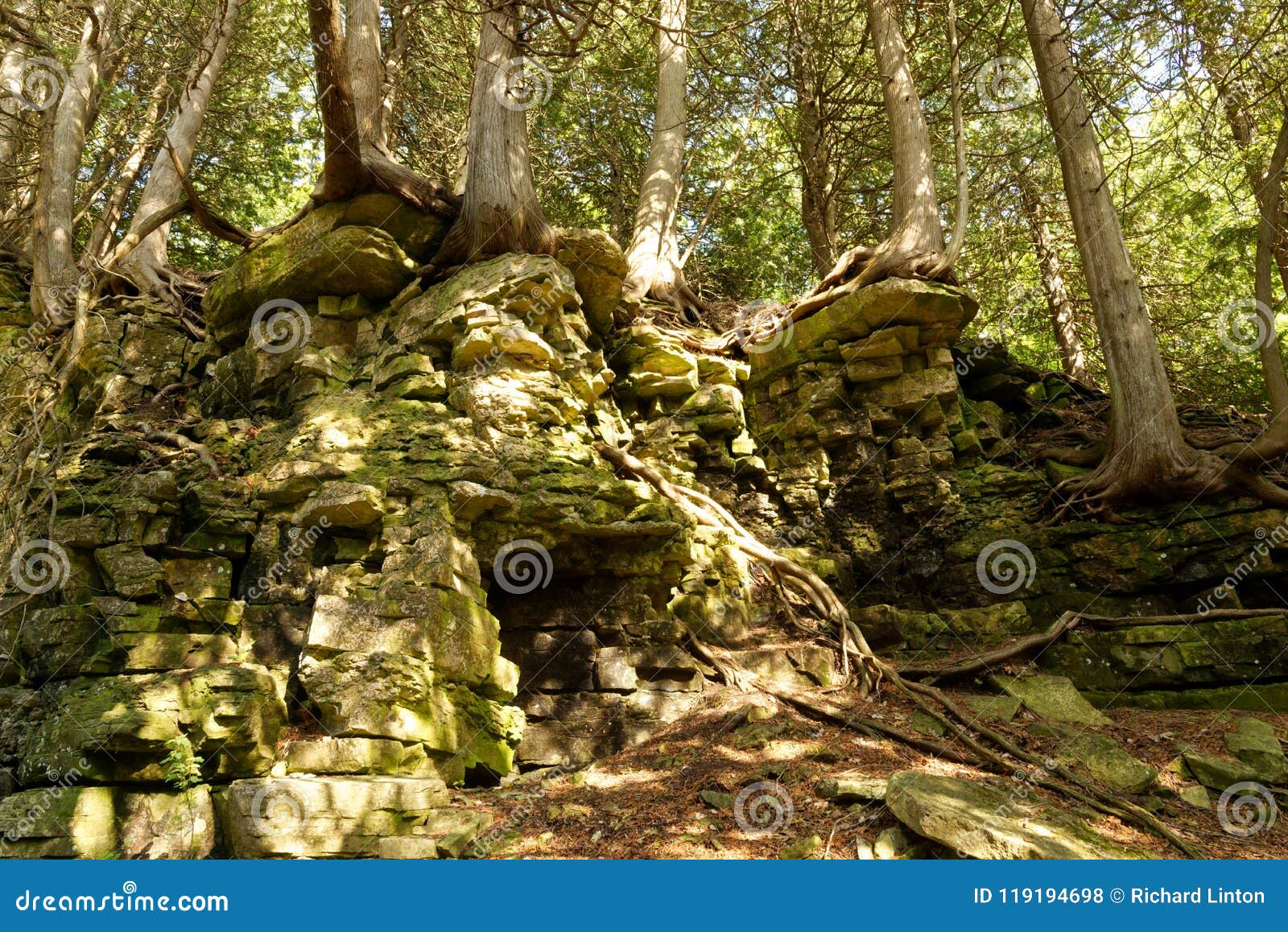 Hiking In Deep Woods Of Door County Wi Trees Growing On Rock