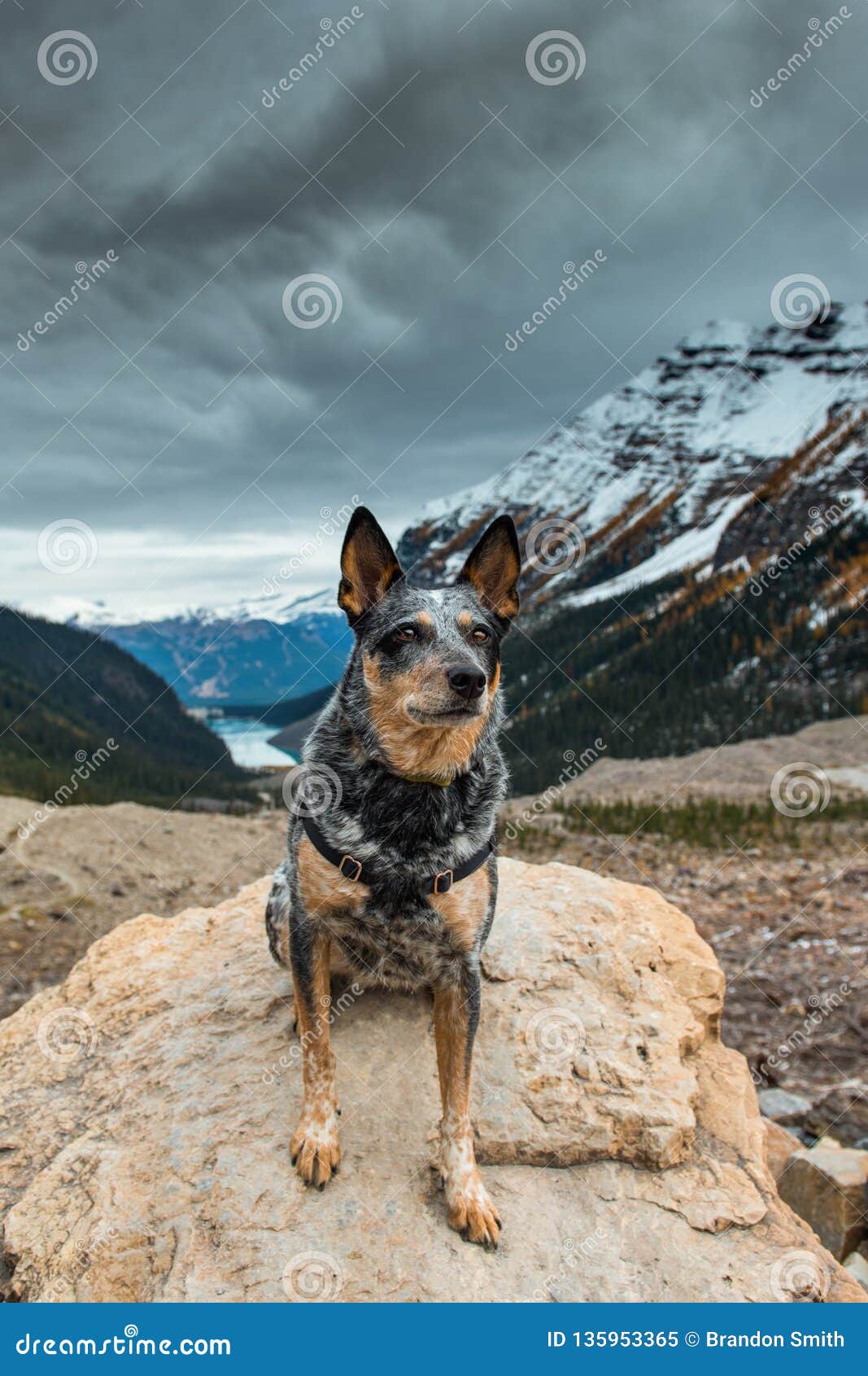Udvikle zone i tilfælde af 1,577 Blue Heeler Dog Photos - Free & Royalty-Free Stock Photos from  Dreamstime