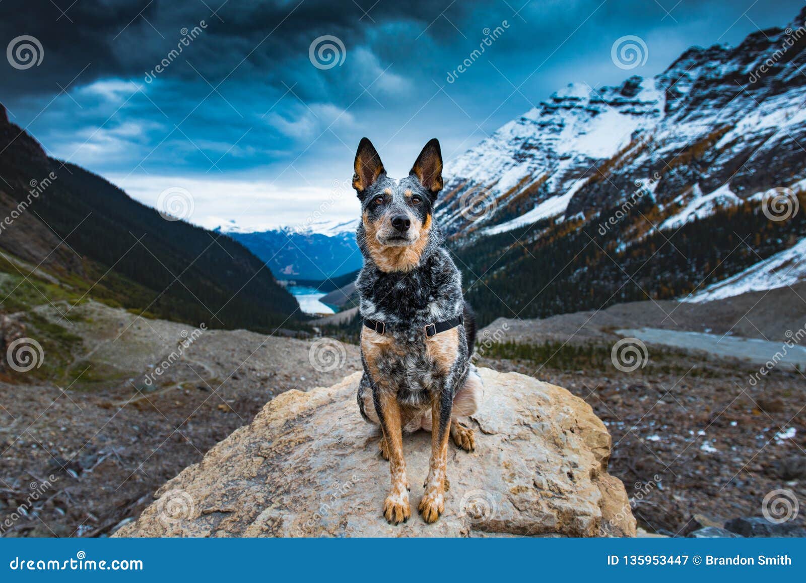 Udvikle zone i tilfælde af 1,577 Blue Heeler Dog Photos - Free & Royalty-Free Stock Photos from  Dreamstime