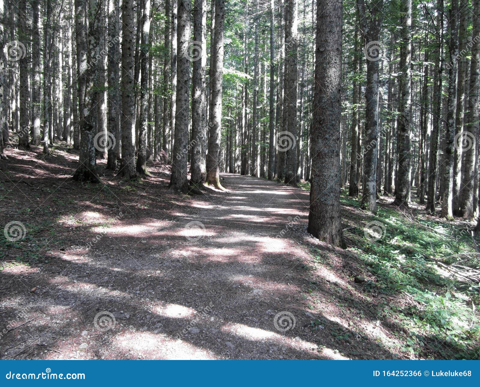 hiking path through forest of beech trees in summer. abetone, tuscany, italy