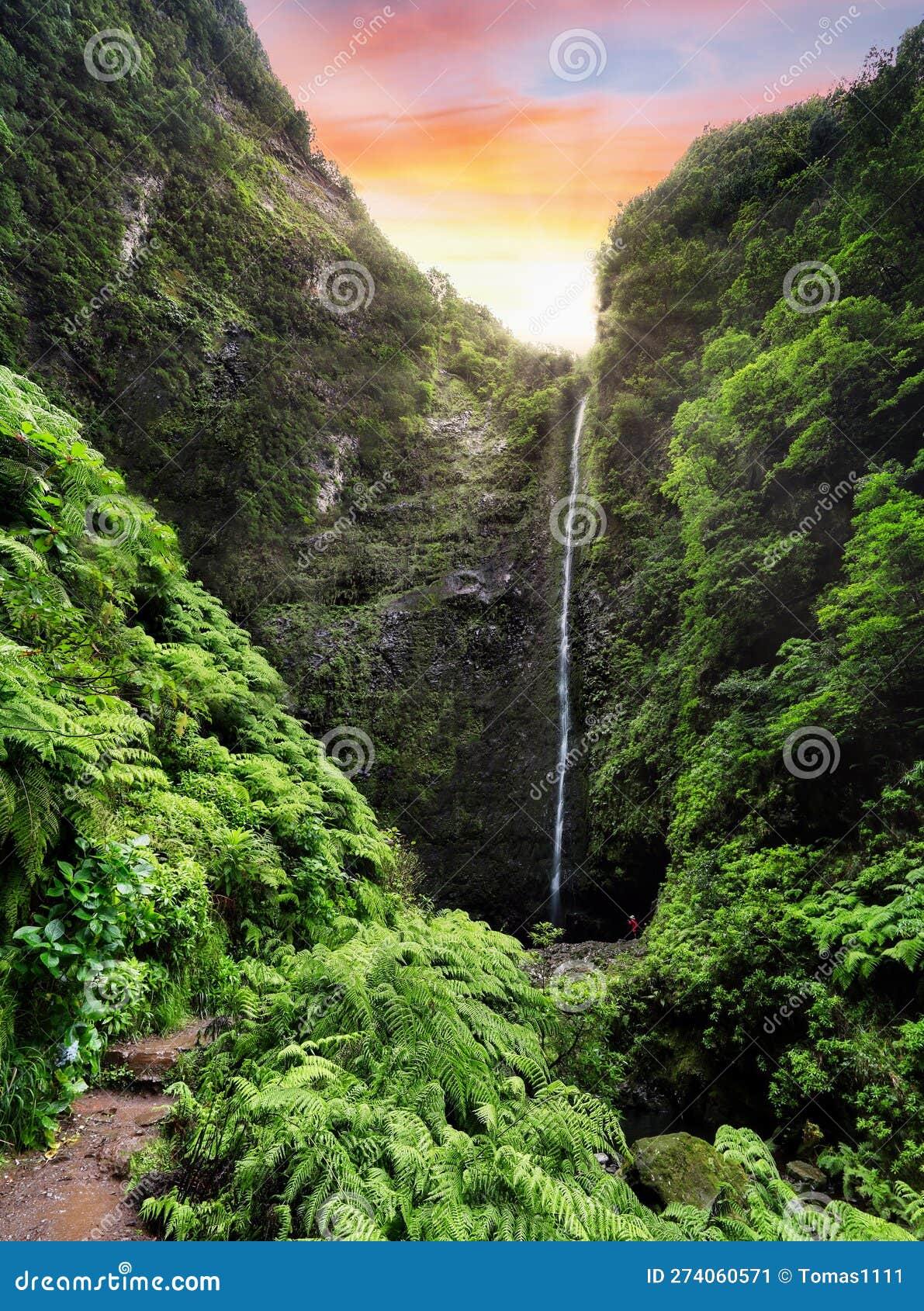 hiking path with forest in levada do caldeirao verde waterfall trail - tropical scenery on madeira island, santana, portugal