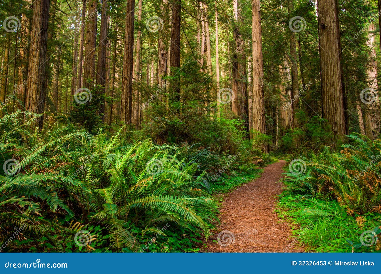 hiking path in redwood forest