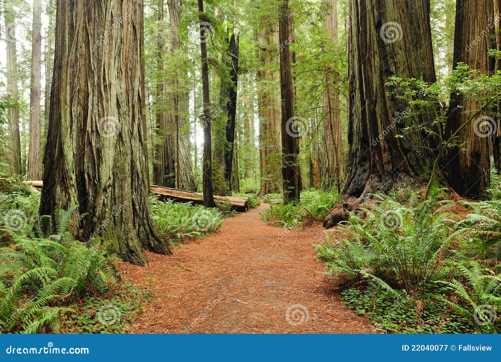 hiking in redwood national park