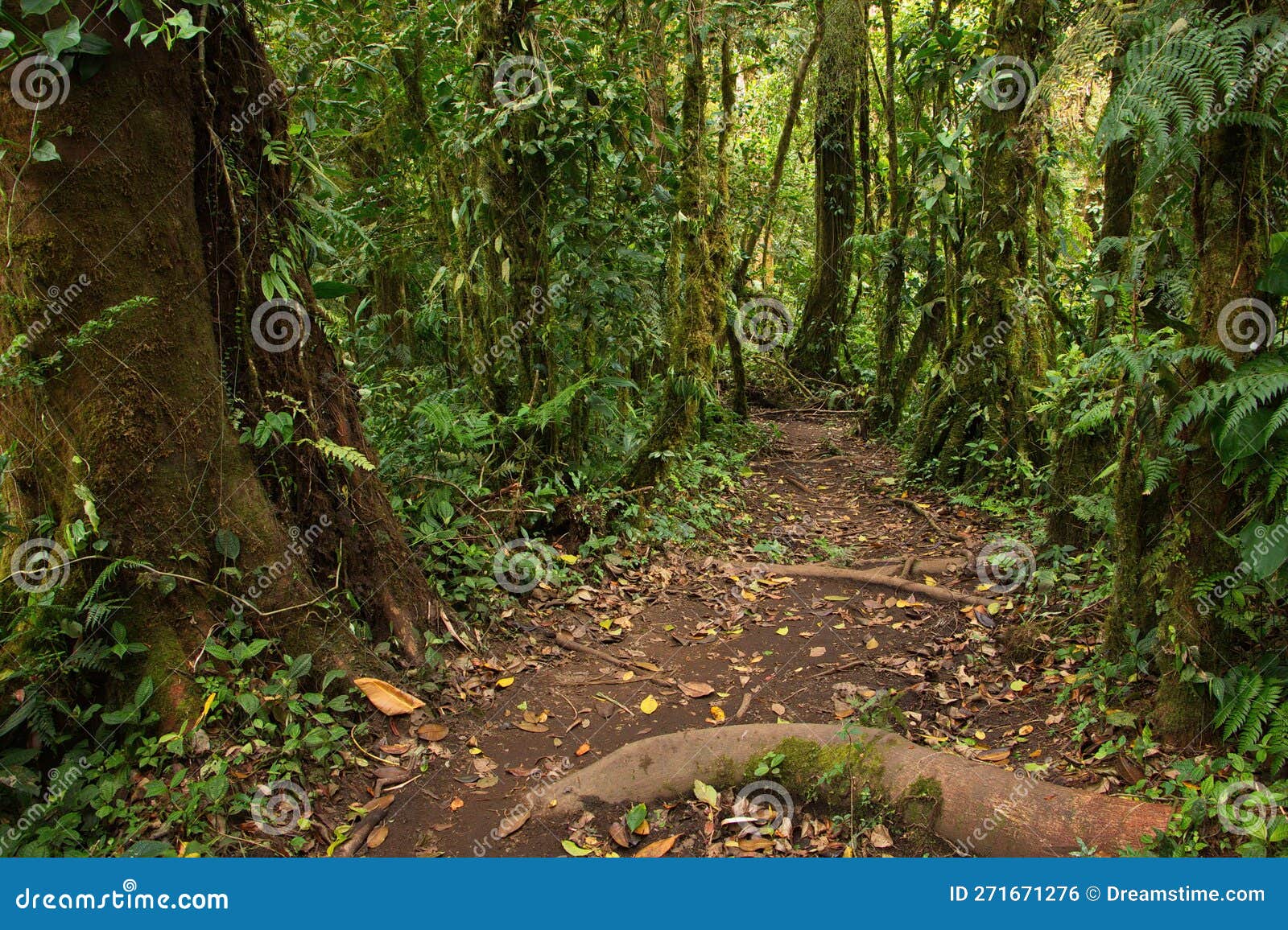 hiking track in bosque nuboso national park near santa elena in costa rica
