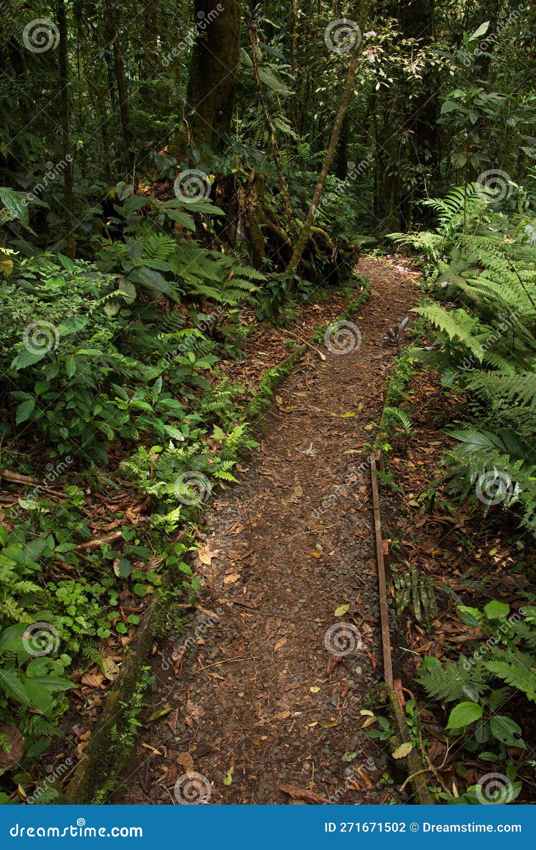 hiking track in bosque nuboso national park near santa elena in costa rica