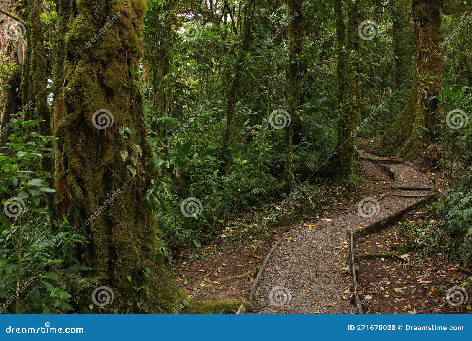 hiking track in bosque nuboso national park near santa elena in costa rica