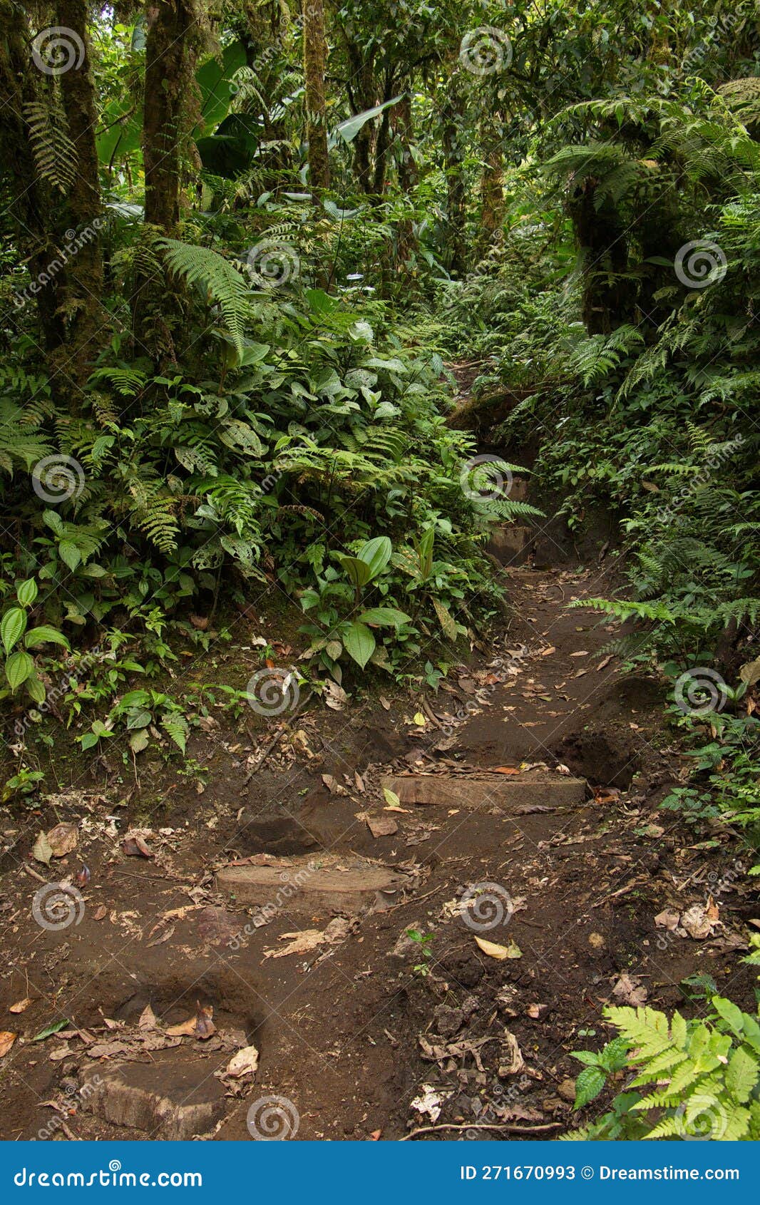 hiking track in bosque nuboso national park near santa elena in costa rica